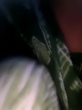 Snapshot of Ananya_cam chatting on November 15, 2025, 6:00 am Ananya cam online show from November 15, 2025, 6:00 am