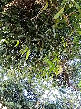 Snapshot of Avejkhan1630 chatting on December 14, 2025, 4:29 am Avejkhan1630 online show from December 14, 2025, 4:29 am