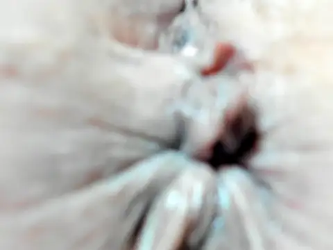 foxy-porn1 online show from February 3, 2025, 9:07 pm