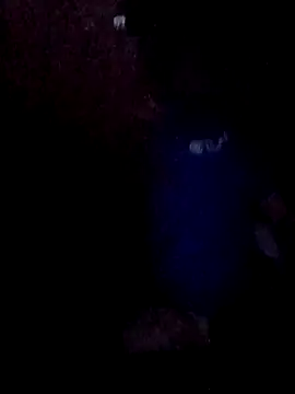 Wyleyxh online show from November 30, 2025, 8:07 am